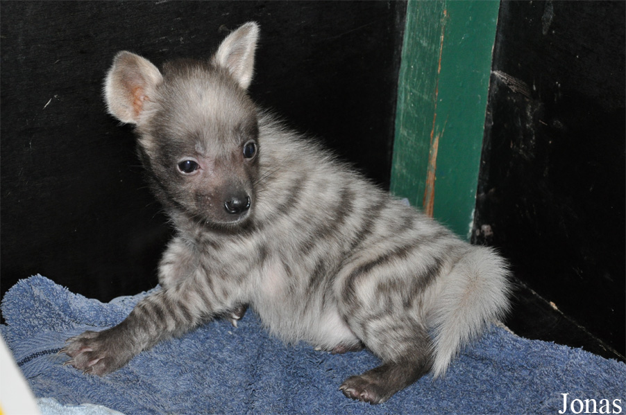 Hyaena hyaena sultana