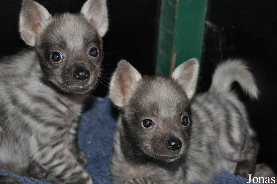 Hyaena hyaena sultana