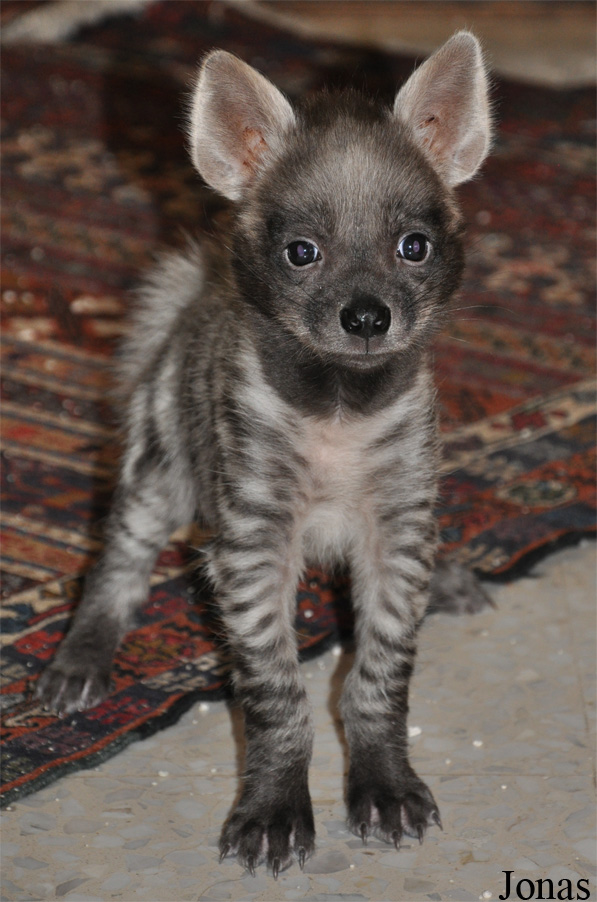 Hyaena hyaena sultana