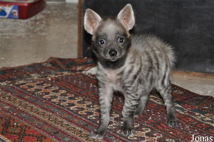 Hyaena hyaena sultana