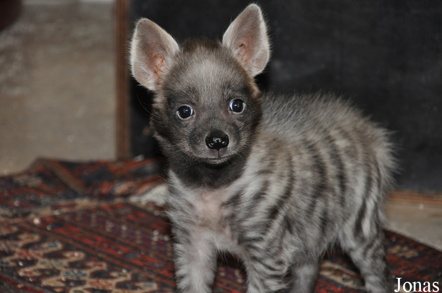 Hyaena hyaena sultana