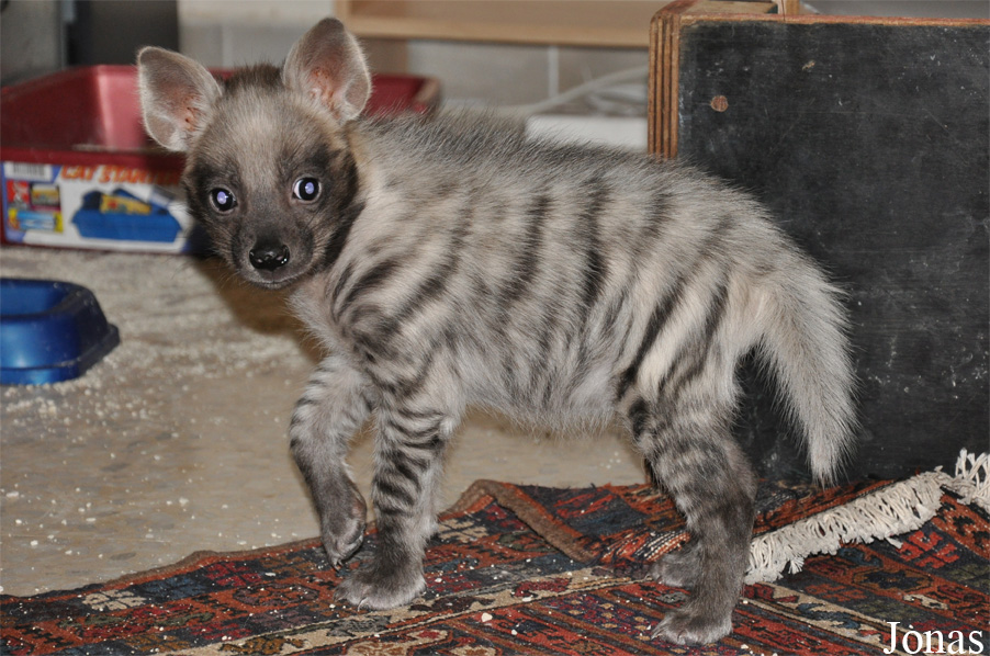 Hyaena hyaena sultana