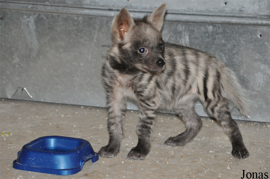 Hyaena hyaena sultana