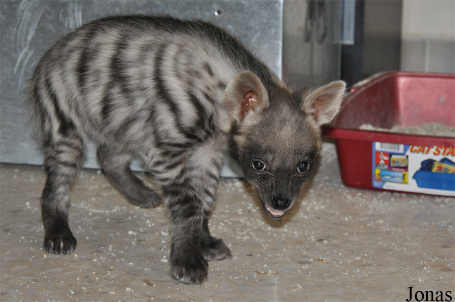 Hyaena hyaena sultana