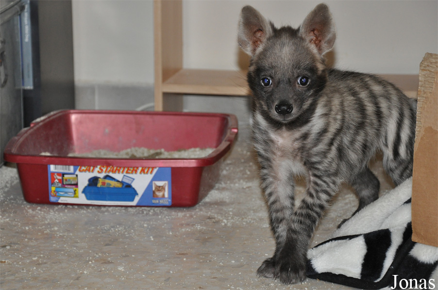 Hyaena hyaena sultana