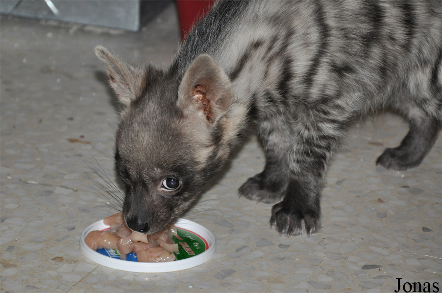 Hyaena hyaena sultana
