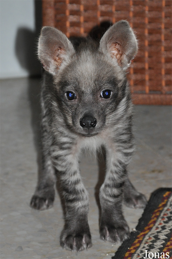 Hyaena hyaena sultana