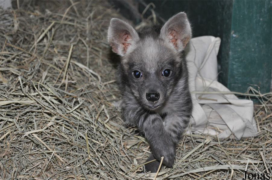 Hyaena hyaena sultana