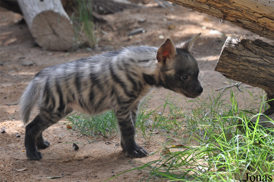 Hyaena hyaena sultana