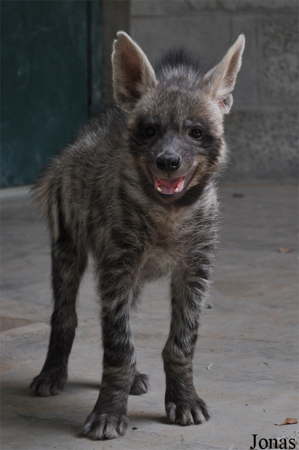 Hyaena hyaena sultana
