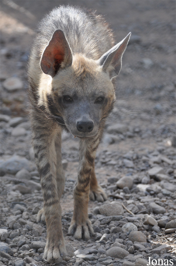 Hyaena hyaena sultana