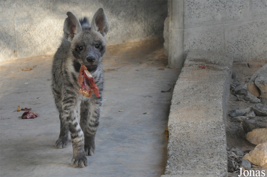 Hyaena hyaena sultana