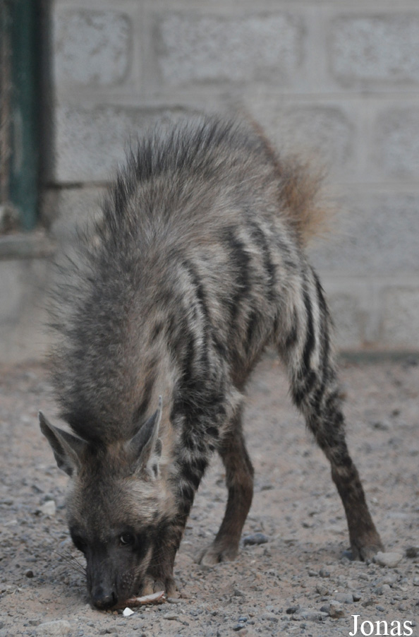 Hyaena hyaena sultana