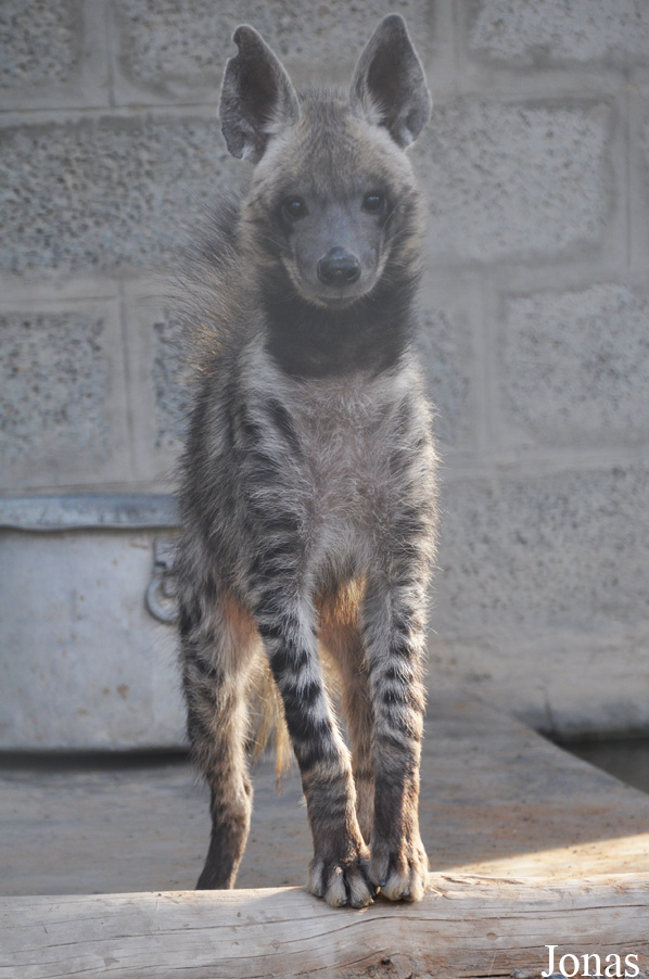 Hyaena hyaena sultana
