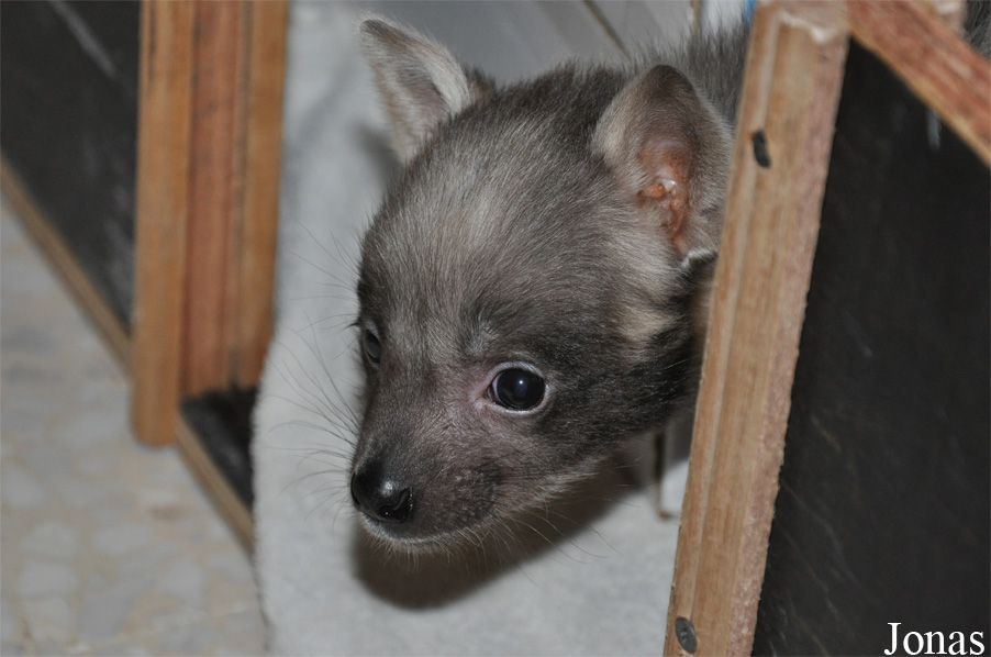 Hyaena hyaena sultana
