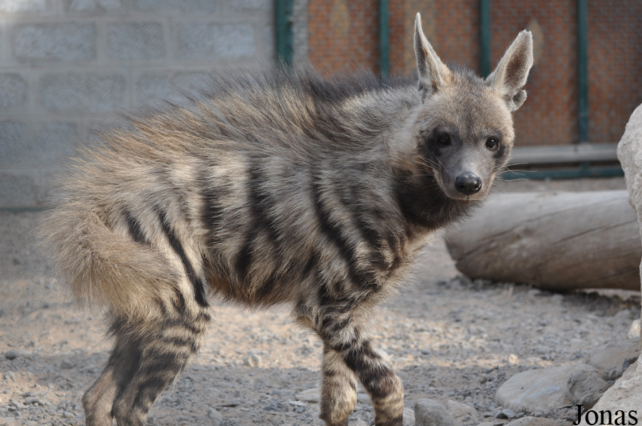 Hyaena hyaena sultana