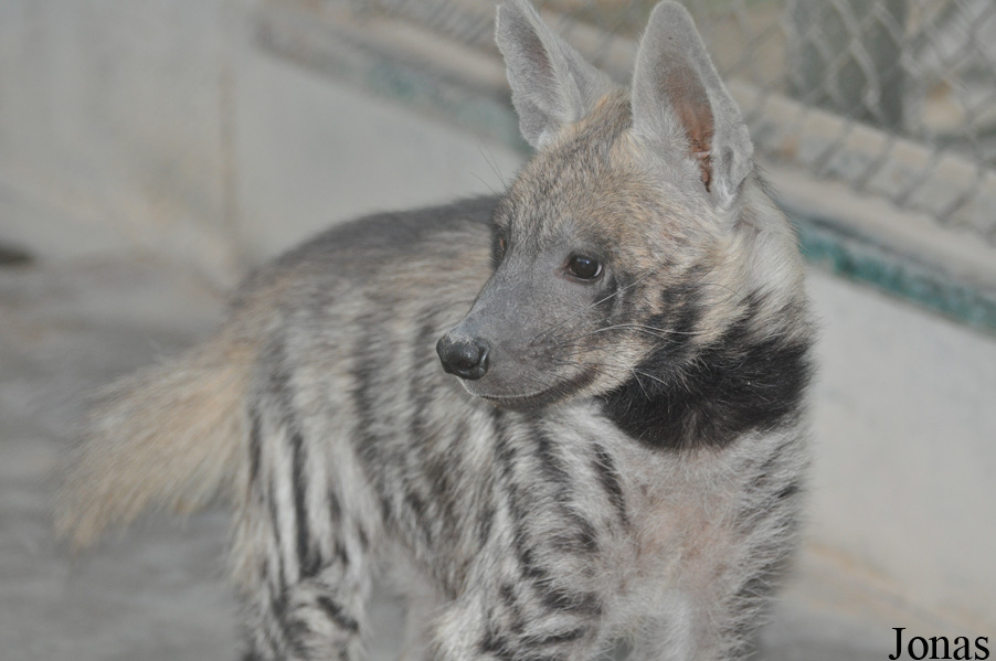 Hyaena hyaena sultana