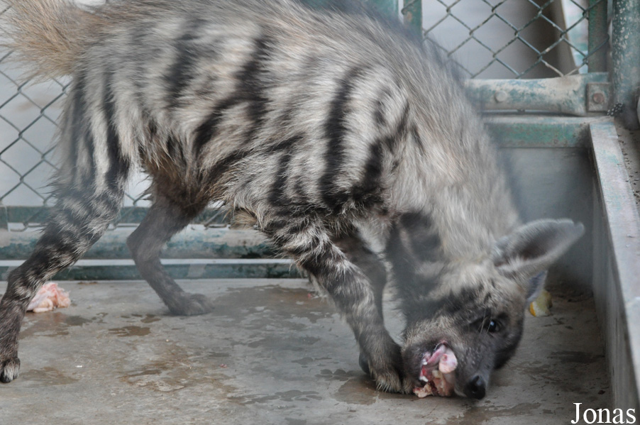 Hyaena hyaena sultana
