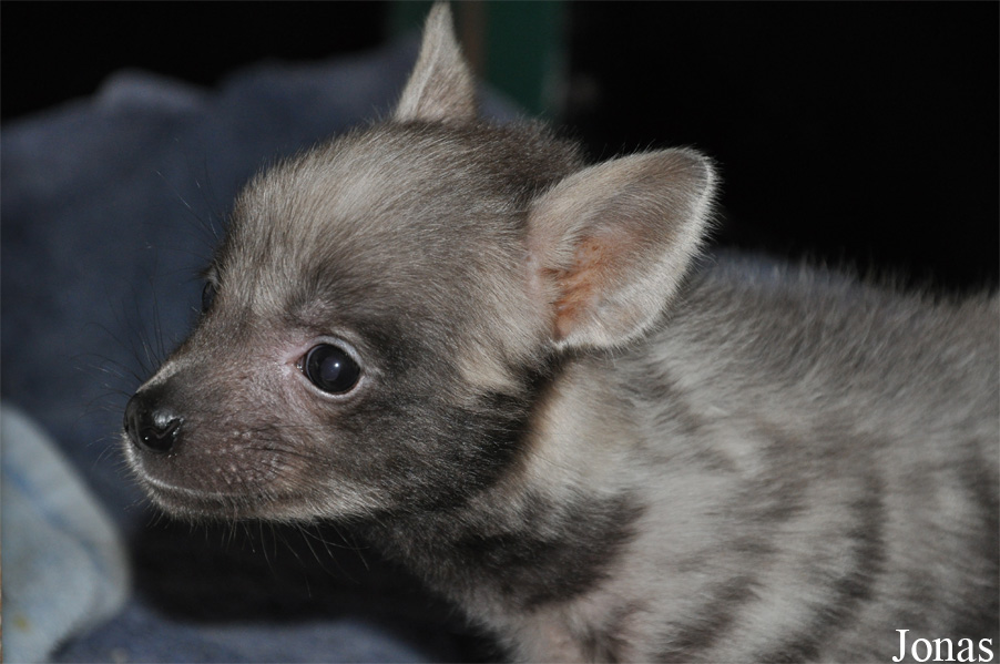 Hyaena hyaena sultana