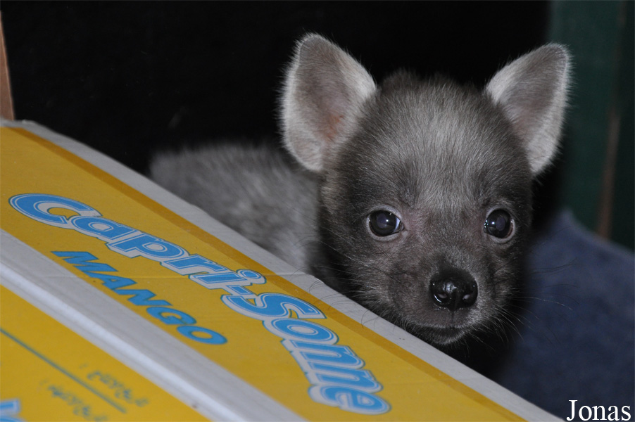 Hyaena hyaena sultana
