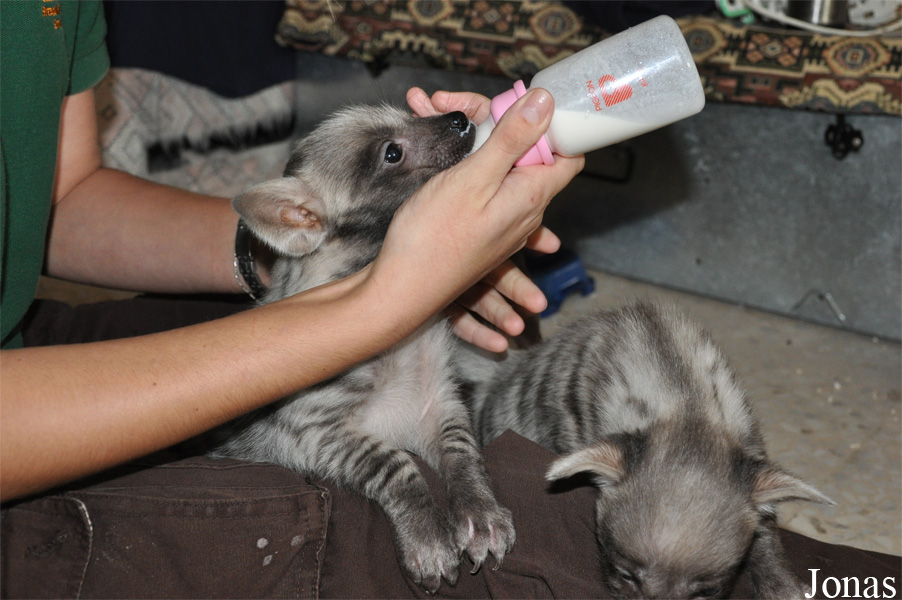 Hyaena hyaena sultana