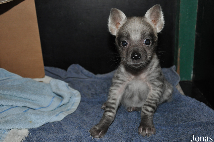 Hyaena hyaena sultana