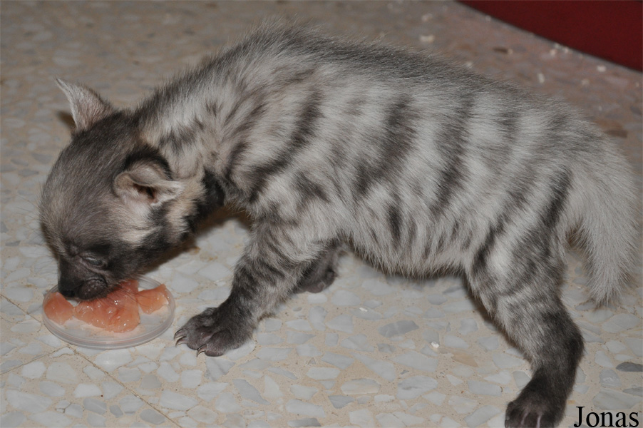 Hyaena hyaena sultana