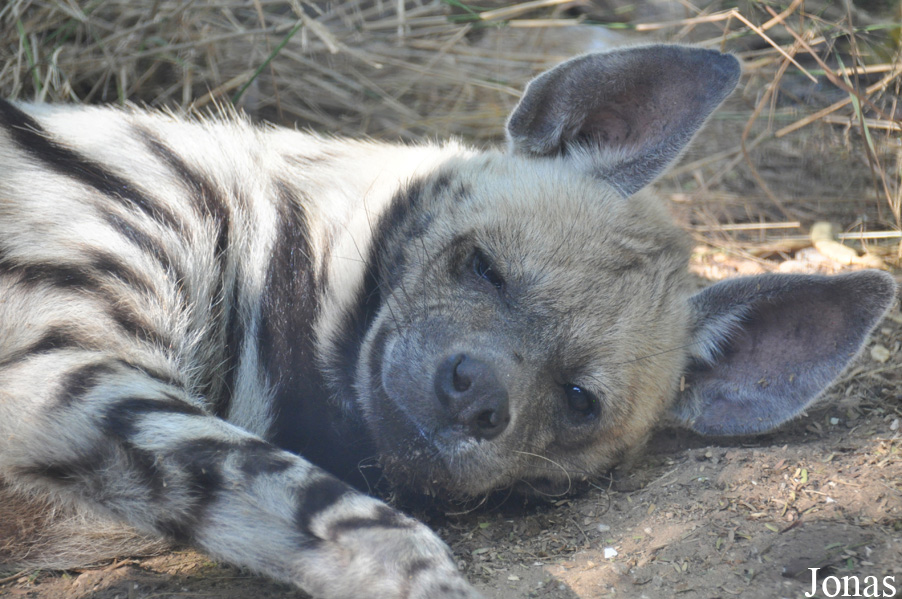 Hyaena hyaena syriaca