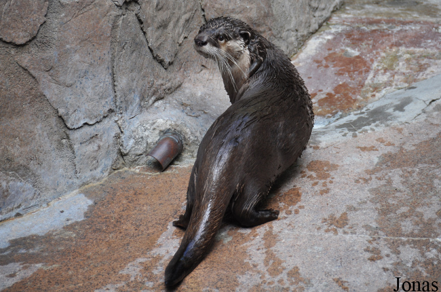 Aonyx capensis capensis