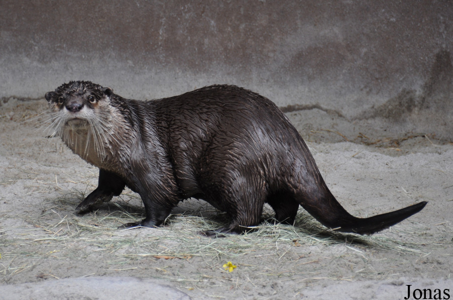 Aonyx capensis capensis