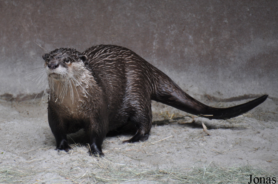 Aonyx capensis capensis
