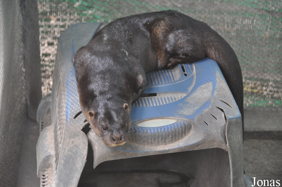 Lutra sumatrana