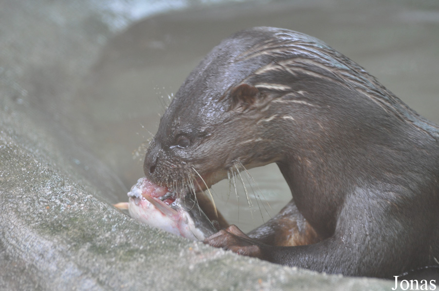 Lutra sumatrana