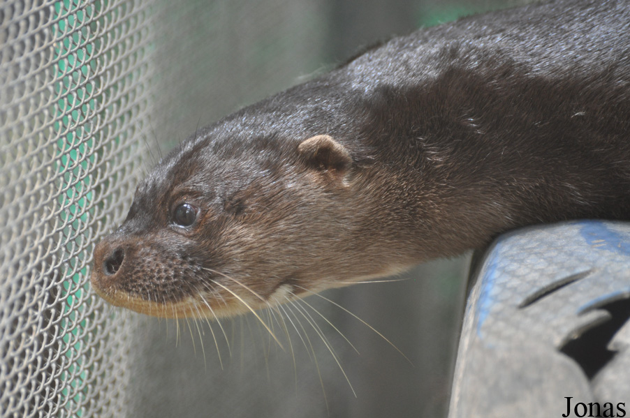 Lutra sumatrana