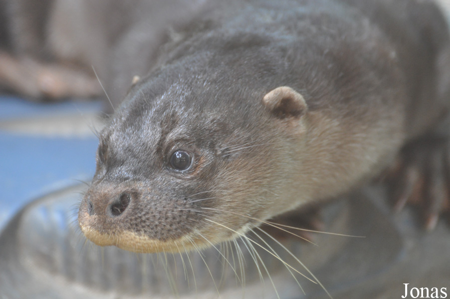 Lutra sumatrana