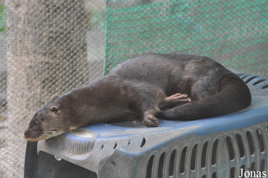 Lutra sumatrana