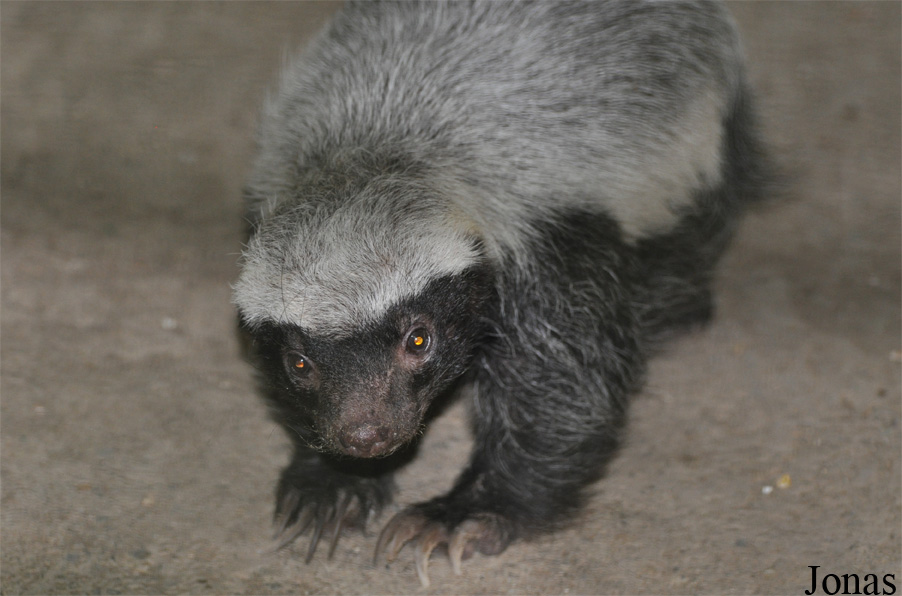 Mellivora capensis pumilio