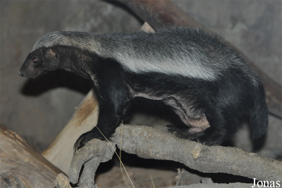 Mellivora capensis pumilio