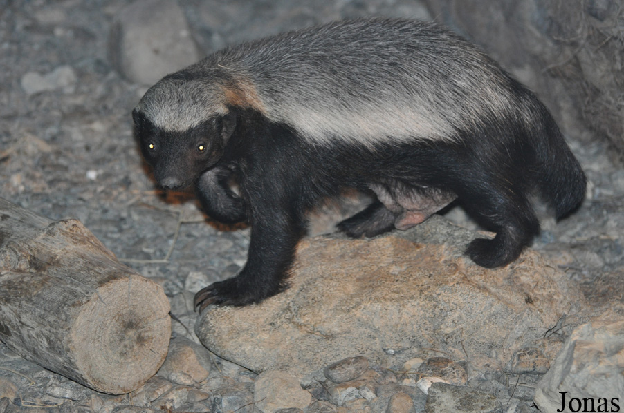 Mellivora capensis pumilio