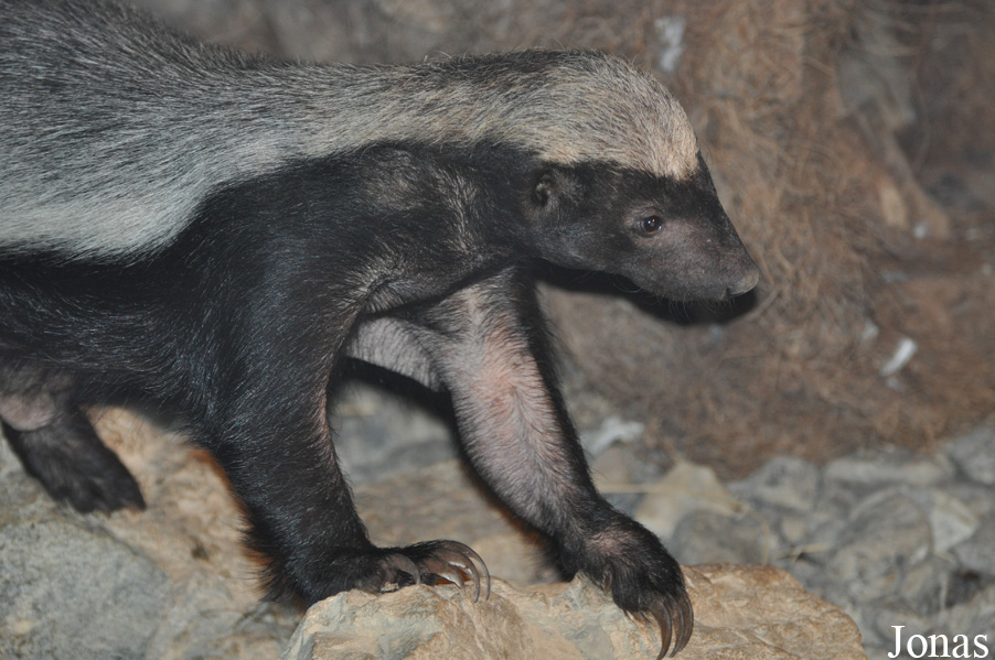 Mellivora capensis pumilio
