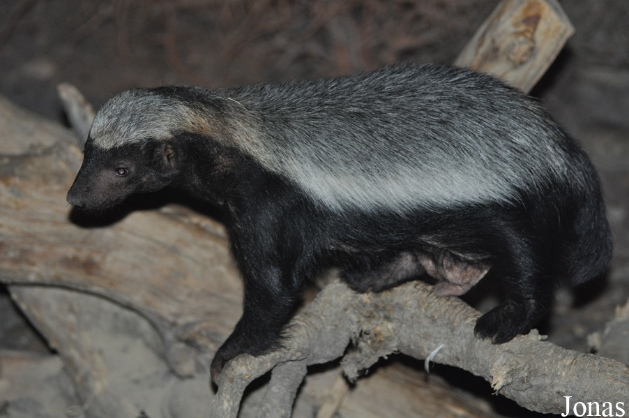 Mellivora capensis pumilio