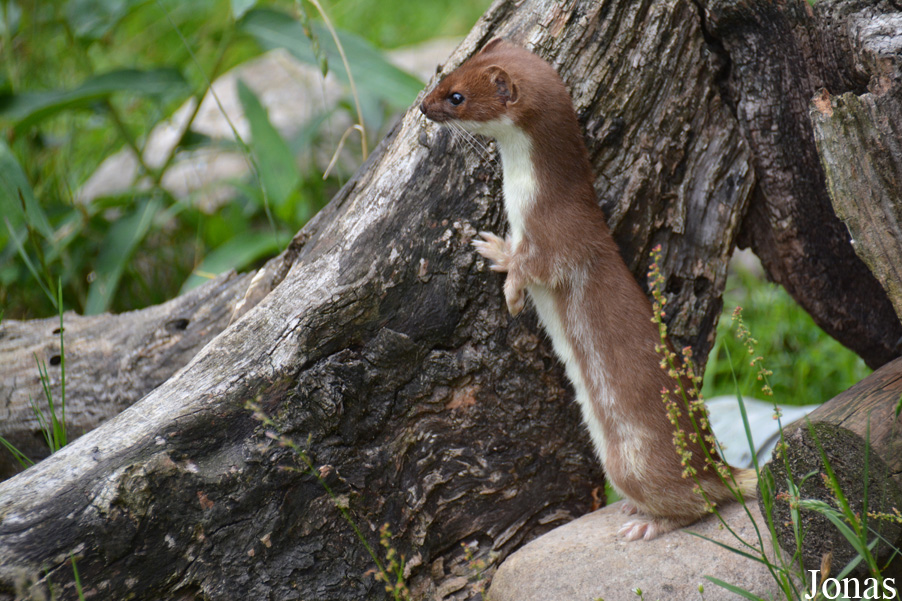 Mustela erminea