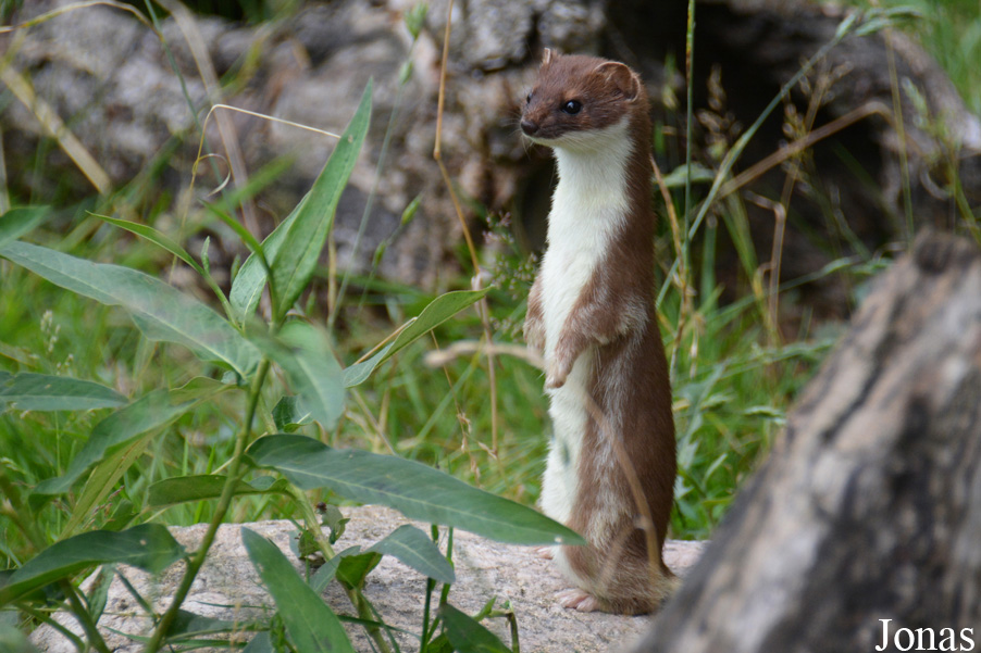 Mustela erminea