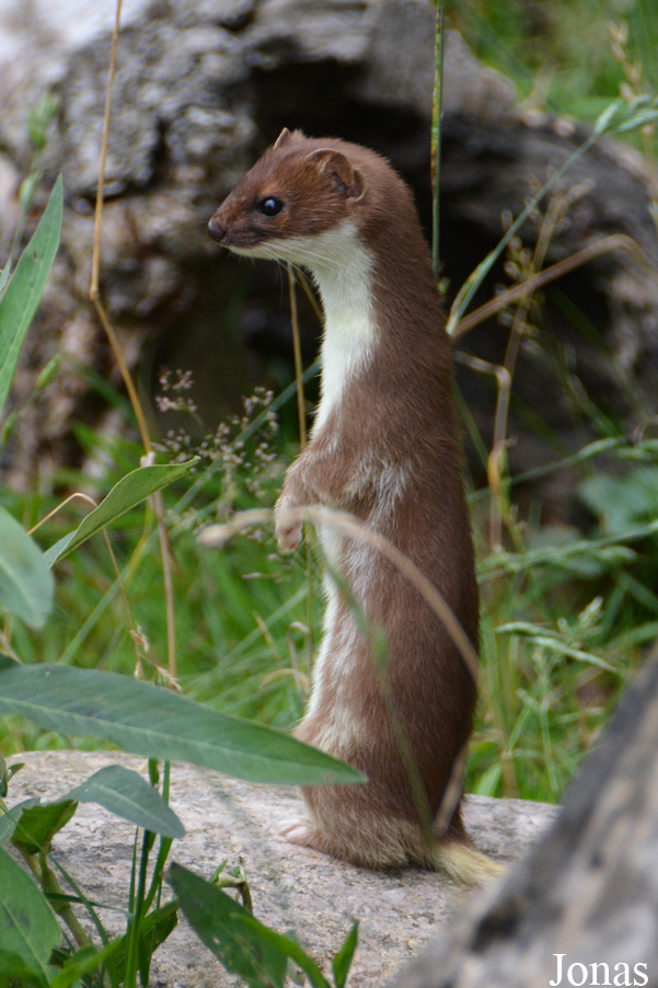 Mustela erminea