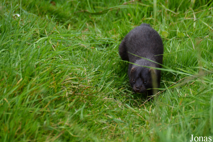 Mustela lutreola