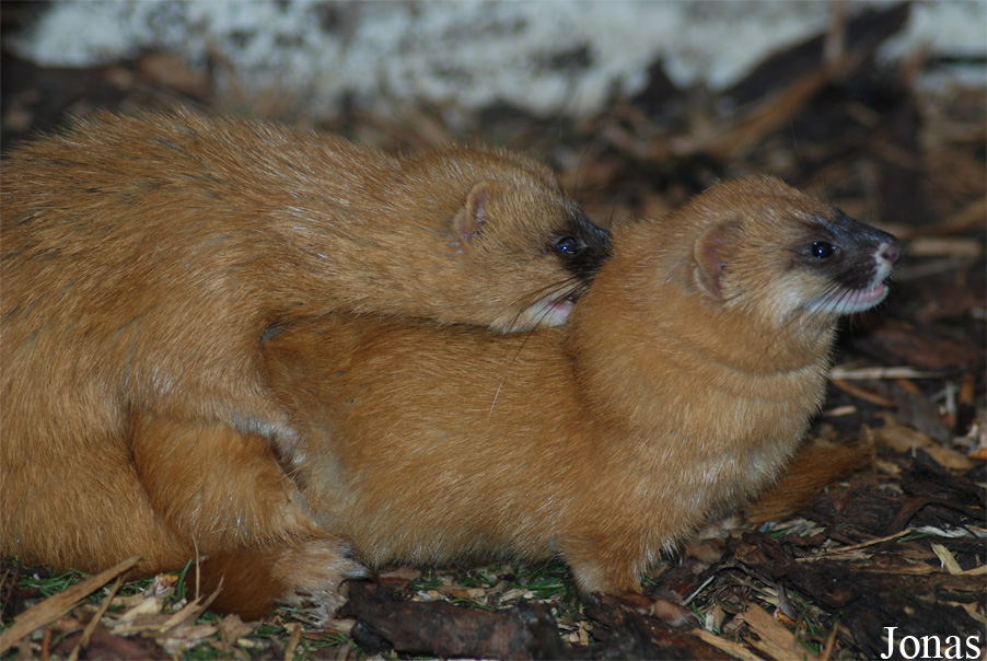 Mustela sibirica