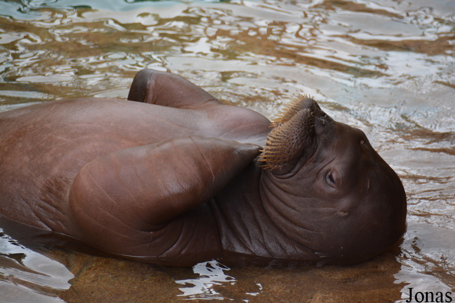 Odobenus rosmarus divergens