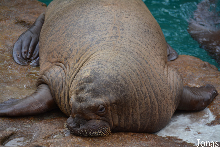 Odobenus rosmarus divergens