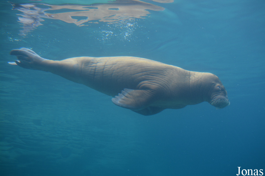 Odobenus rosmarus divergens