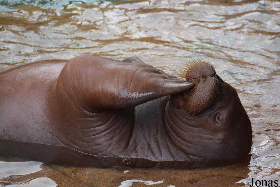 Odobenus rosmarus divergens